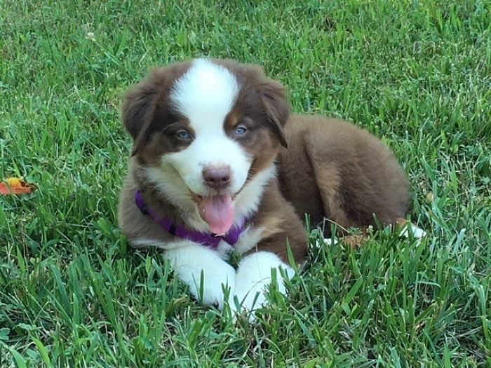 australian shepherd colors akc