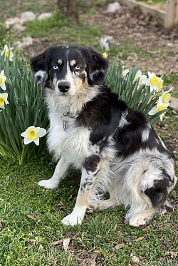 Retired! Greywood’s Five Star Layla Blue, aka Layla, AKC and ASCA registered, genetically tested clear