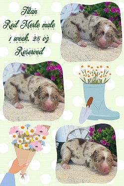Red Merle male, reserved