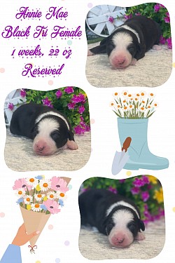 Black Tri female, Reserved