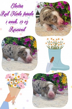 Red Merle female, reserved