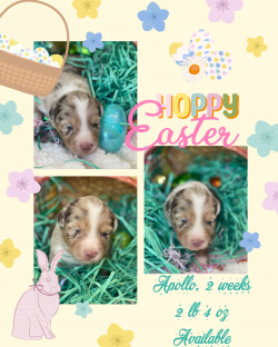 Red Merle male, $2000