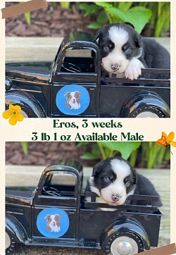 Black Tri male, Reserved