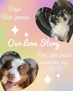 Final litter for both parents ♥️