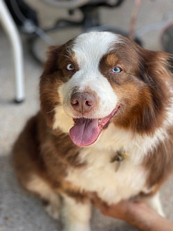 Remi