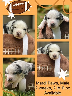 Blue Merle male. Reserved