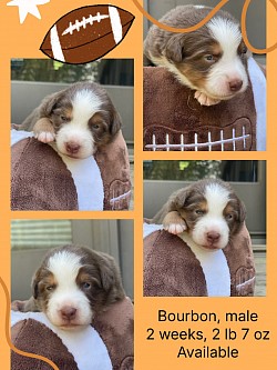 Red Tri male, Reserved