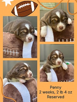 Red Tri female, Reserved