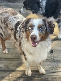 Poppy, clear genetics