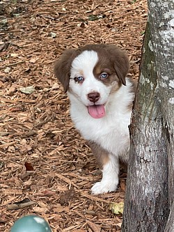 Phantom as a pup