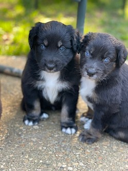 Past pups