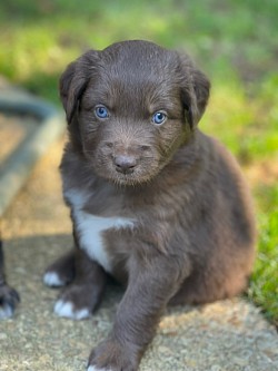 Past pup