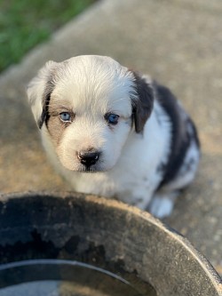 Past pup