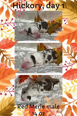 Red Merle male $2000