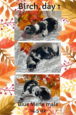 Blue merle male, Reserved