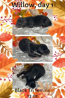 Black Tri female, $1500