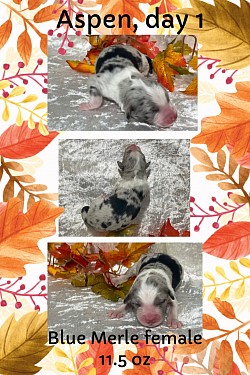 Blue Merle female on hold