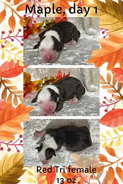 Red Tri female, $1500