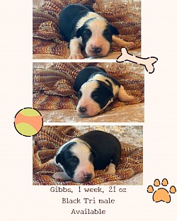 Black Tri male, $1500