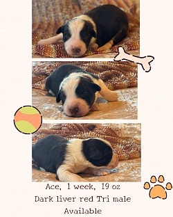 Very dark liver red male, $1500