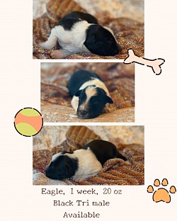 Black Tri male, $1500