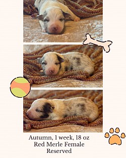 Red Merle female, reserved