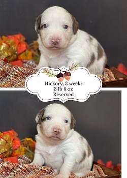 Red Merle male Reserved