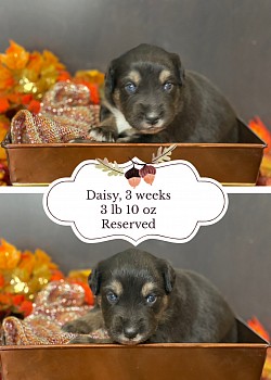 Black Tri female, $1500