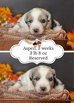 Blue Merle female Reserved