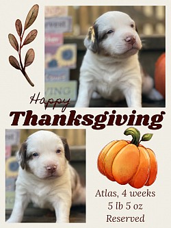 Red Merle male Reserved