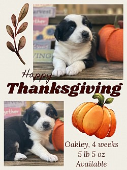 Black bi male Reserved