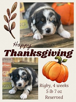 Blue merle male, Reserved