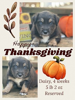 Black Tri female, Reserved