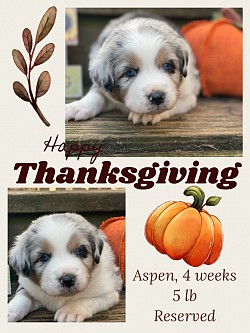 Blue Merle female Reserved