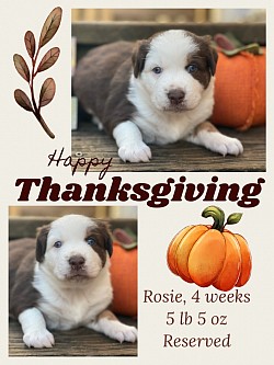 Red Tri female, Reserved