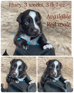 Red Tri male, Reserved