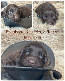 Red bi female, reserved