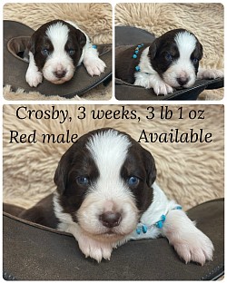 Red Tri male, Reserved