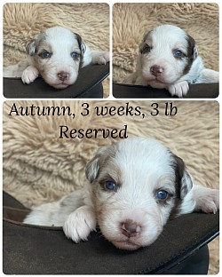 Red Merle female, reserved