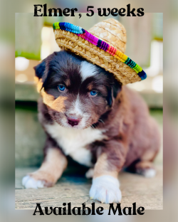 Red Tri male Reserved