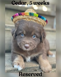 Red Tri male, Reserved