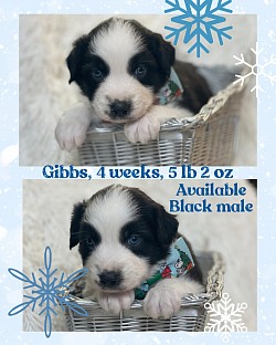 Black Tri male, Reserved