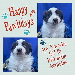 Very dark liver red male, $1500