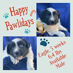 Black Tri male, $1500