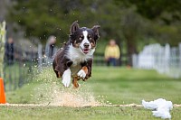 Daphne doing Fast cat