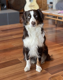 Greywood’s Daphne Blue, DCat