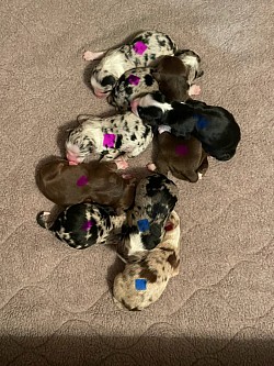 Current litter-boys blue dot, girls pink dot
