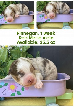 Finnegan, red Merle male, Reserved