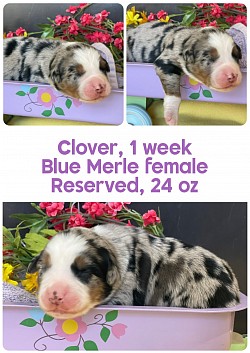 Clover, Blue Merle female, Reserved