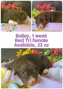 Bailey, red tri female, $1700